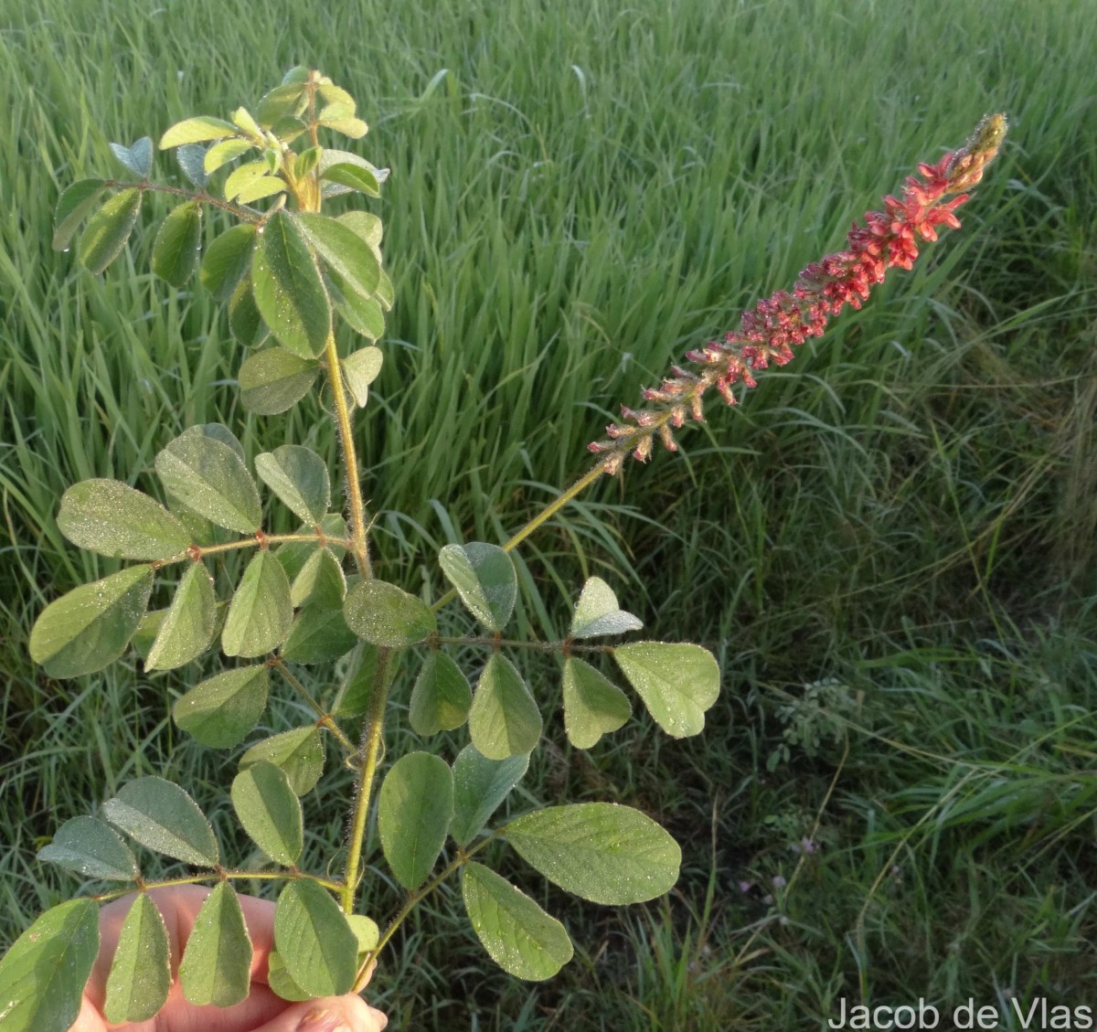 Indigofera hirsuta L.